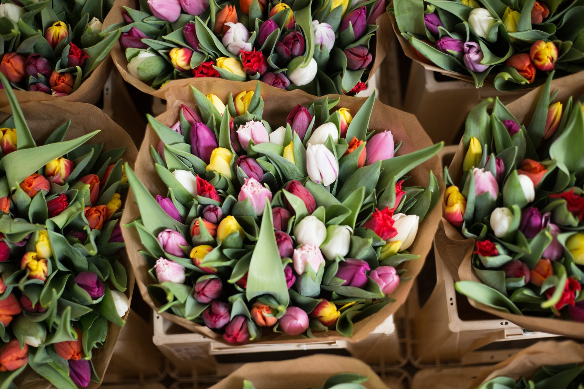 amsterdam-flowers-alice-dietrich-YXPIVqyQcp0-unsplash.jpg