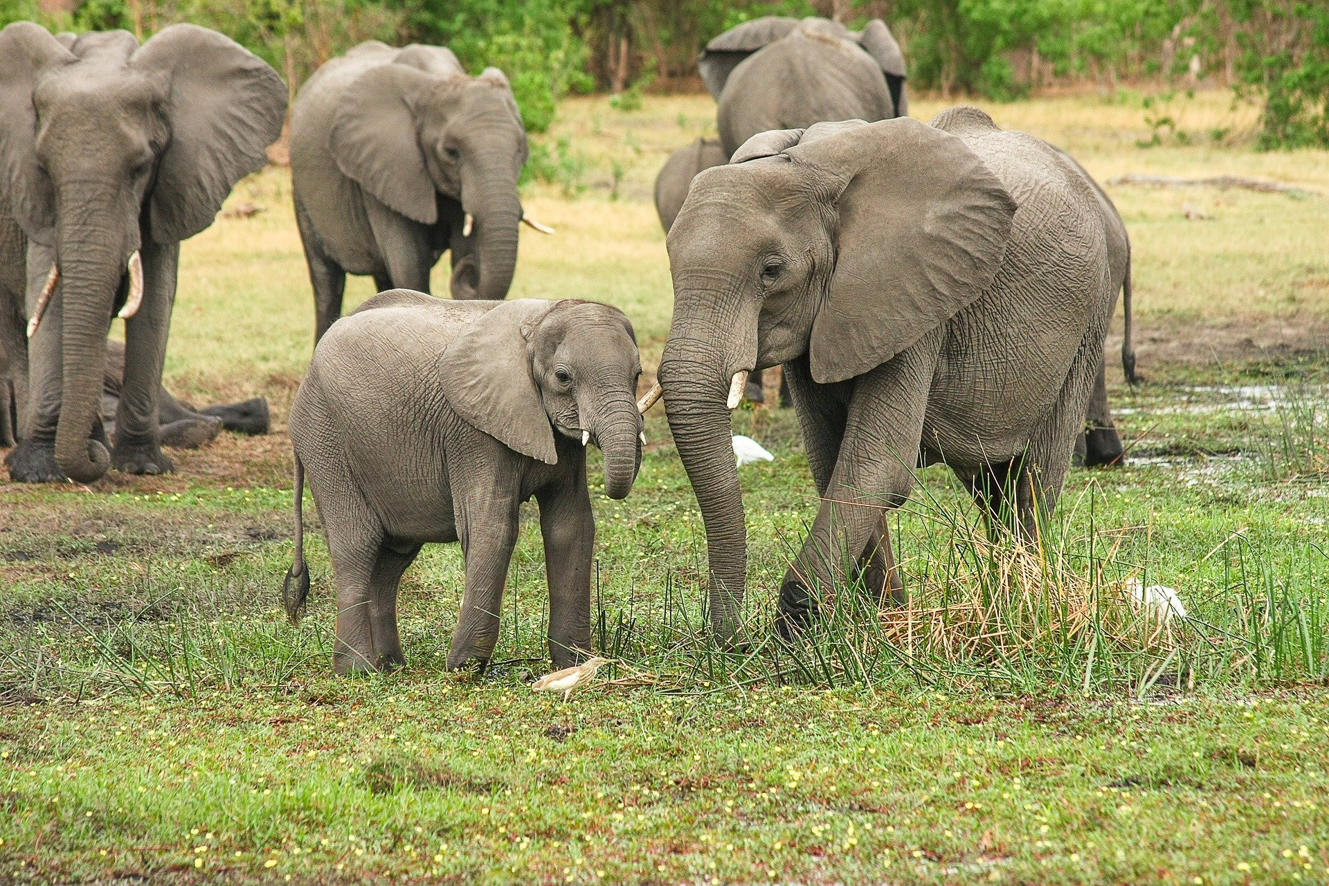 elephants-2923917_1920.jpg