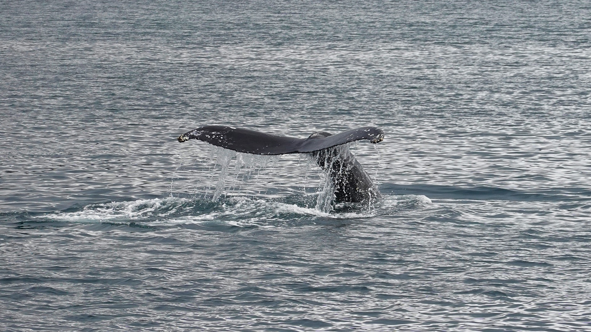 iceland-whale-4490326_1920.jpg