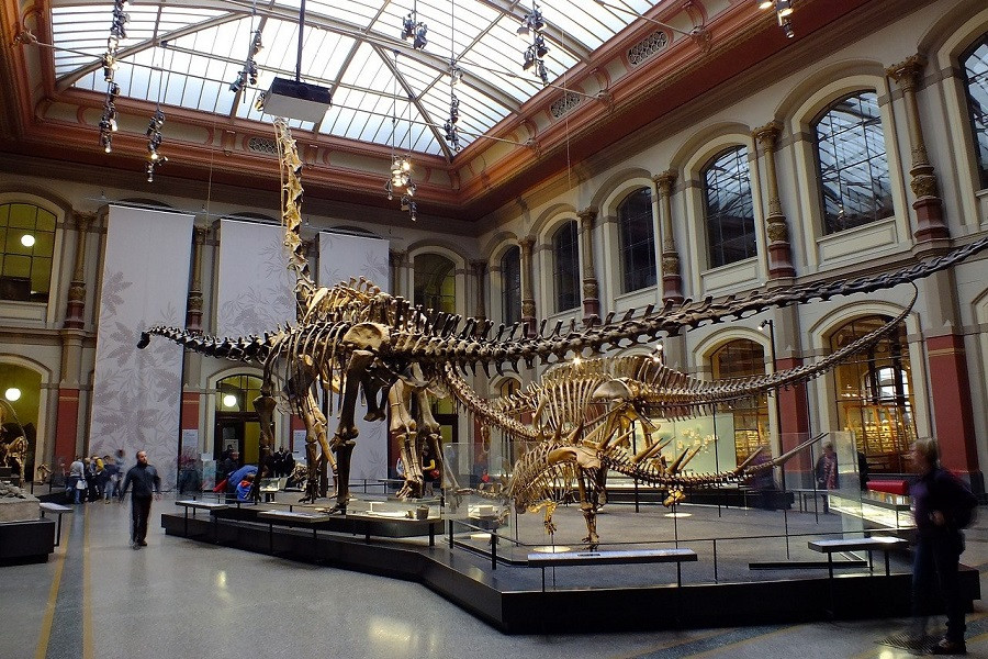 natural-history-berlin-museum-1737987_1280-2.jpg