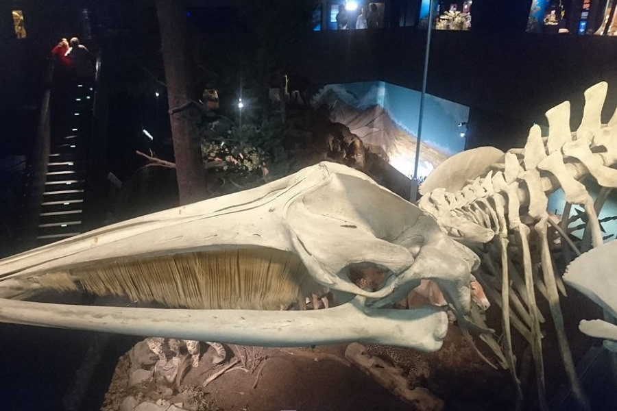 natural-history-geneva.jpg