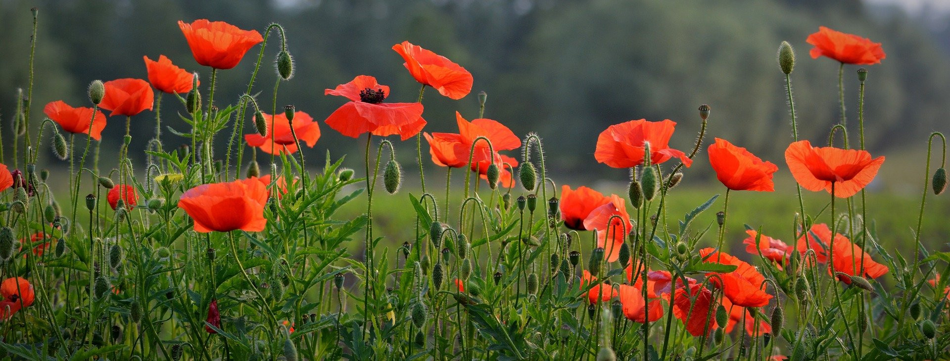 poppy-field-flower-1449981_1920.jpg